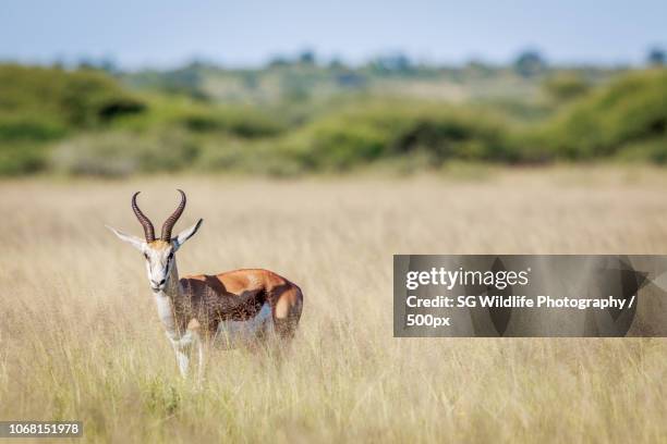 Shoppers Rakops 56 Rakops Stock Photos, High-Res Pictures, and Images - Getty Images
