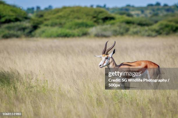 Shoppers Rakops 56 Rakops Stock Photos, High-Res Pictures, and Images - Getty Images