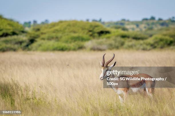 Shoppers Rakops 56 Rakops Stock Photos, High-Res Pictures, and Images - Getty Images