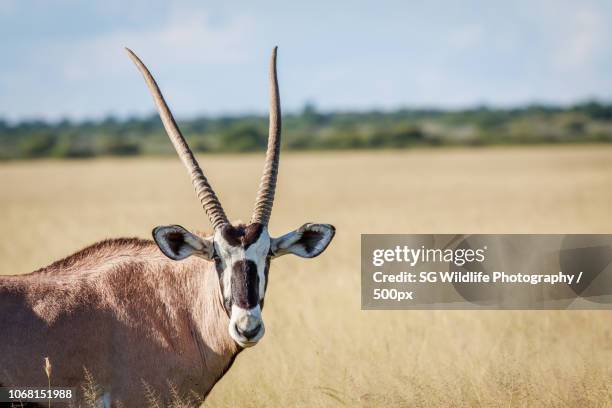 Shoppers Rakops 56 Rakops Stock Photos, High-Res Pictures, and Images - Getty Images