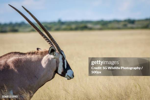 Shoppers Rakops 56 Rakops Stock Photos, High-Res Pictures, and Images - Getty Images