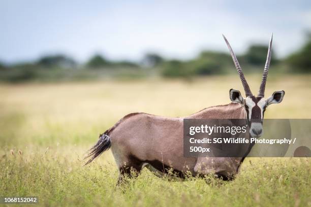 Shoppers Rakops 56 Rakops Stock Photos, High-Res Pictures, and Images - Getty Images