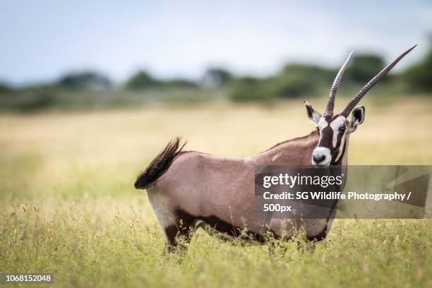 Shoppers Rakops 56 Rakops Stock Photos, High-Res Pictures, and Images - Getty Images