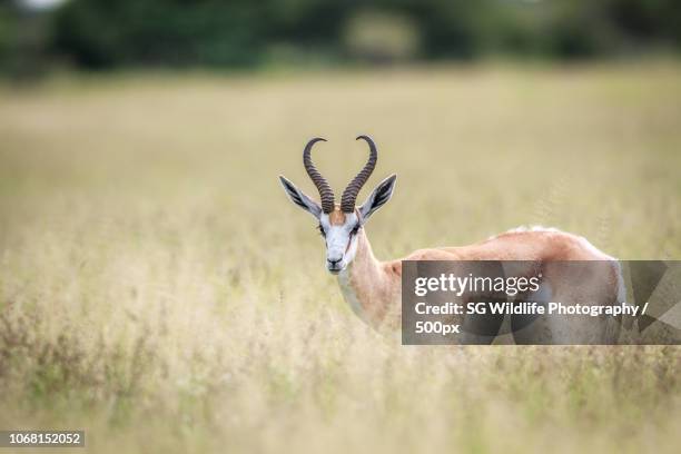 Shoppers Rakops 56 Rakops Stock Photos, High-Res Pictures, and Images - Getty Images