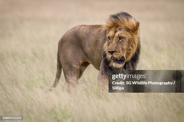 Shoppers Rakops 56 Rakops Stock Photos, High-Res Pictures, and Images - Getty Images