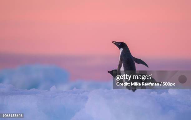two penguins on ice at sunset - antarctic-peninsula-map stock pictures, royalty-free photos & images