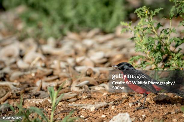 crimson breasted shrike standing on ground - laniarius atrococcineus stock pictures, royalty-free photos & images
