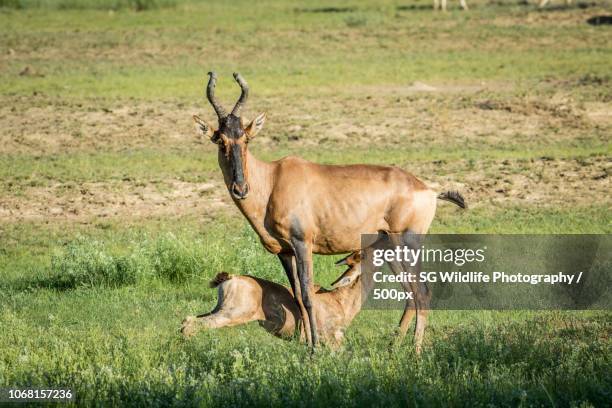 hartebeest feeding calf - hartebeest botswana stockfoto's en -beelden