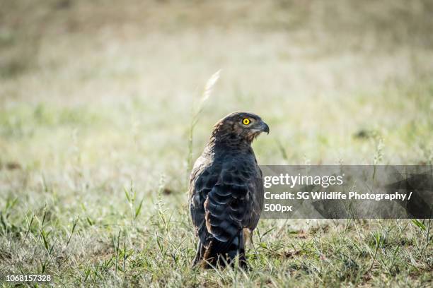 tshabong, botswana - black chested snake eagle stock pictures, royalty-free photos & images