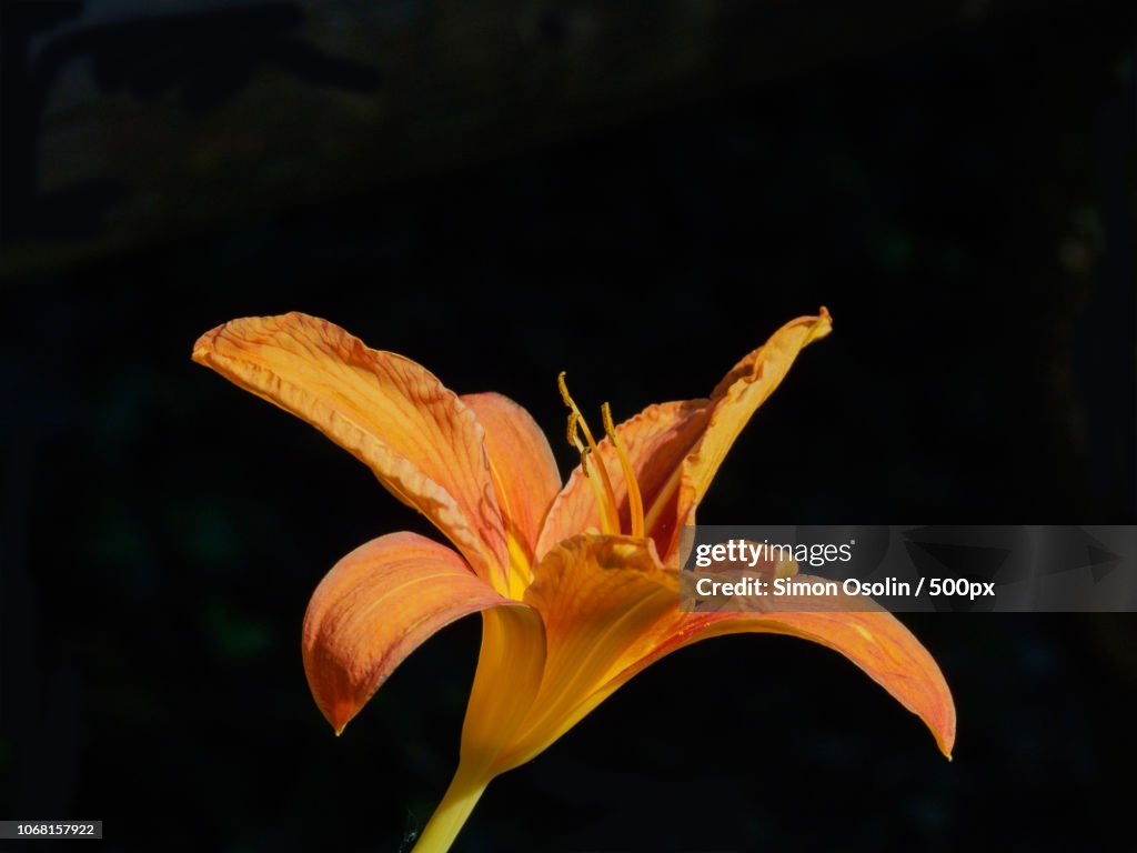 Closeup of Orange day-lily (Hemerocallis fulva) flower head