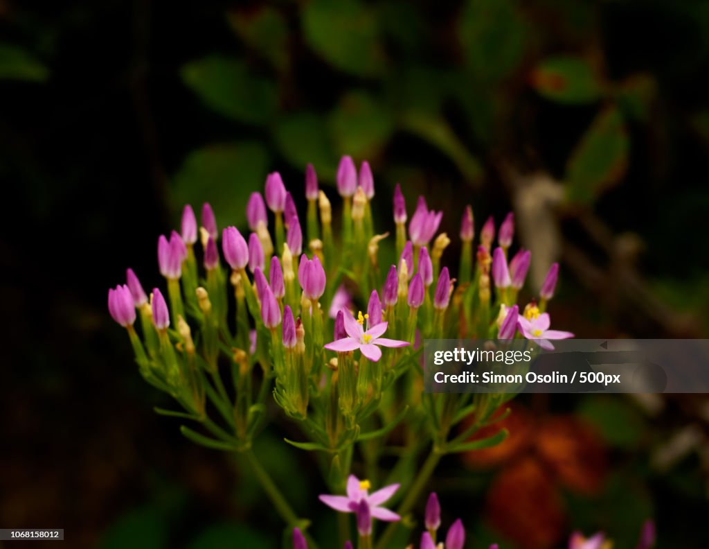 Close up of flower head