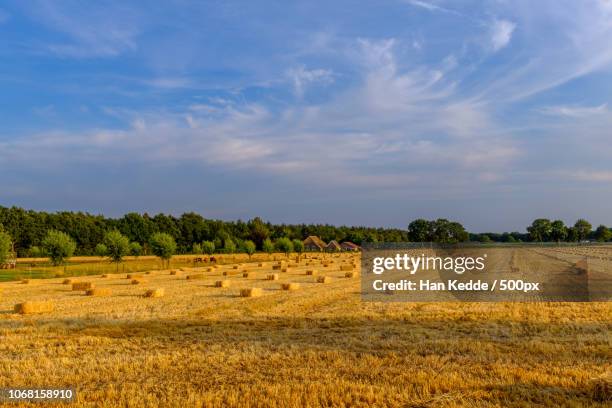 rual scene with hay bales in field - bale stock pictures, royalty-free photos & images