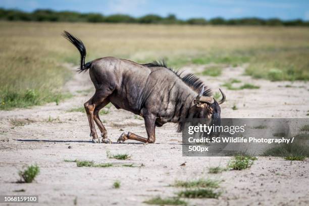 Shoppers Rakops 56 Rakops Stock Photos, High-Res Pictures, and Images - Getty Images