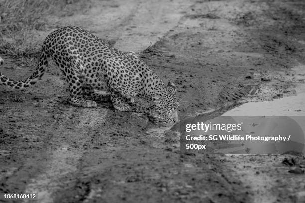 Shoppers Rakops 56 Rakops Stock Photos, High-Res Pictures, and Images - Getty Images