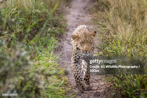 Shoppers Rakops 56 Rakops Stock Photos, High-Res Pictures, and Images - Getty Images