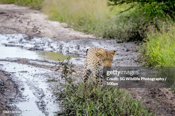 Shoppers Rakops 56 Rakops Stock Photos, High-Res Pictures, and Images - Getty Images