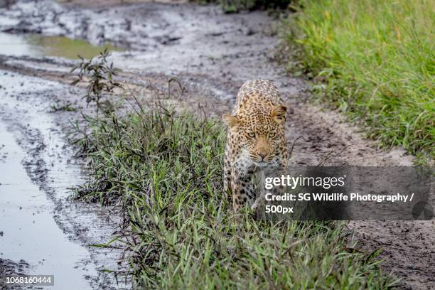 Shoppers Rakops 56 Rakops Stock Photos, High-Res Pictures, and Images - Getty Images