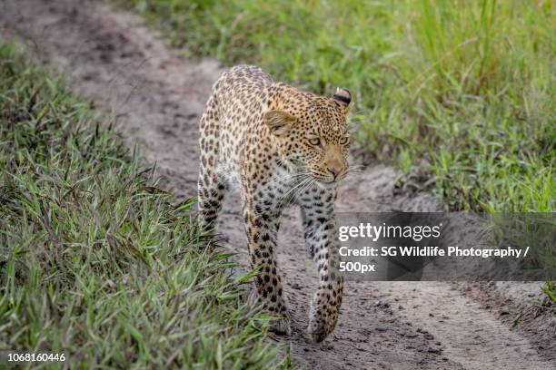 Shoppers Rakops 56 Rakops Stock Photos, High-Res Pictures, and Images - Getty Images