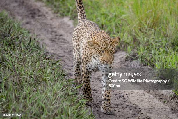 Shoppers Rakops 56 Rakops Stock Photos, High-Res Pictures, and Images - Getty Images