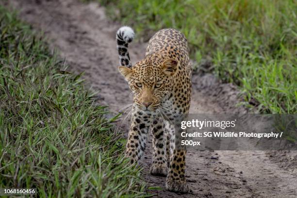 Shoppers Rakops 56 Rakops Stock Photos, High-Res Pictures, and Images - Getty Images