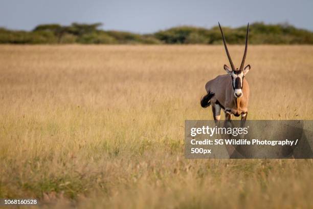 Shoppers Rakops 56 Rakops Stock Photos, High-Res Pictures, and Images - Getty Images