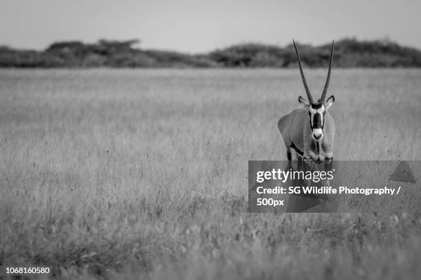 Shoppers Rakops 56 Rakops Stock Photos, High-Res Pictures, and Images - Getty Images