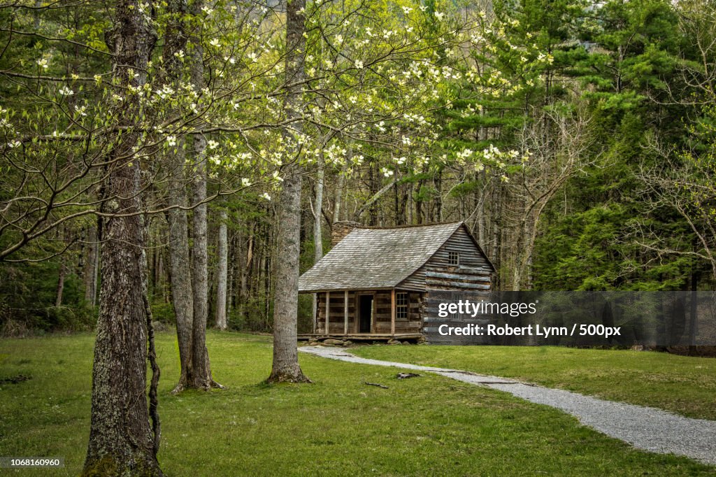 Secluded forest cabin