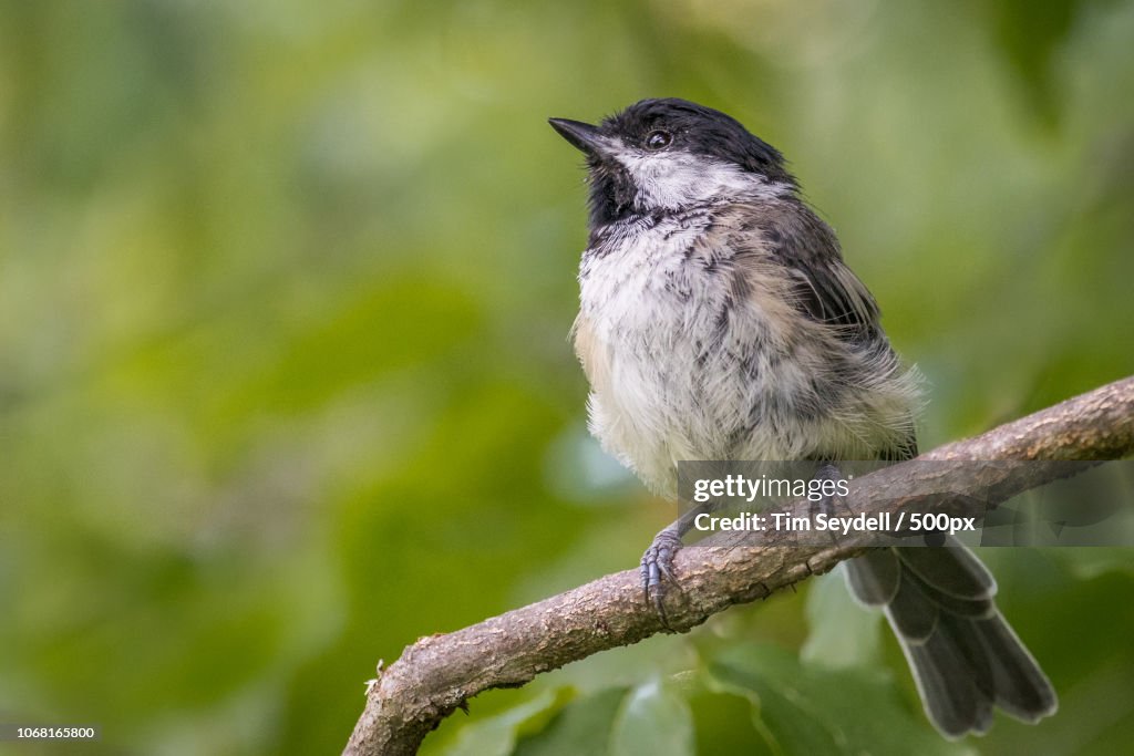 Chickadee perching on branch