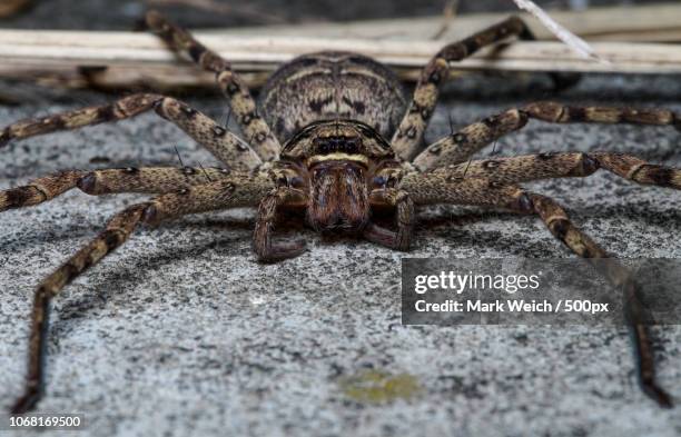 nature photograph of huntsman spider - huntsman spider stockfoto's en -beelden