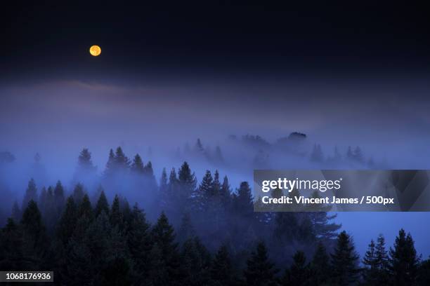full moon over misty forest - night forest stock pictures, royalty-free photos & images