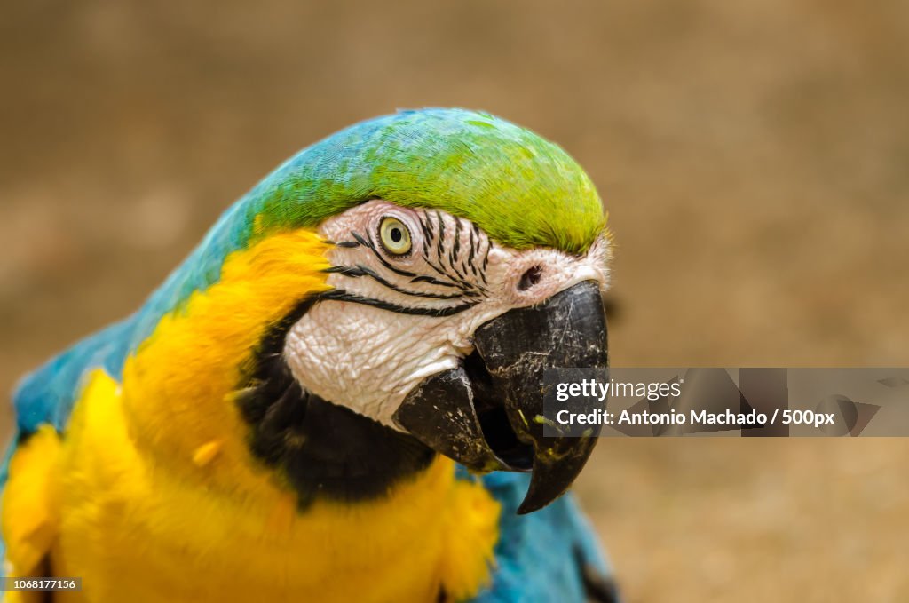 Blue-and-yellow macaw (Ara ararauna)