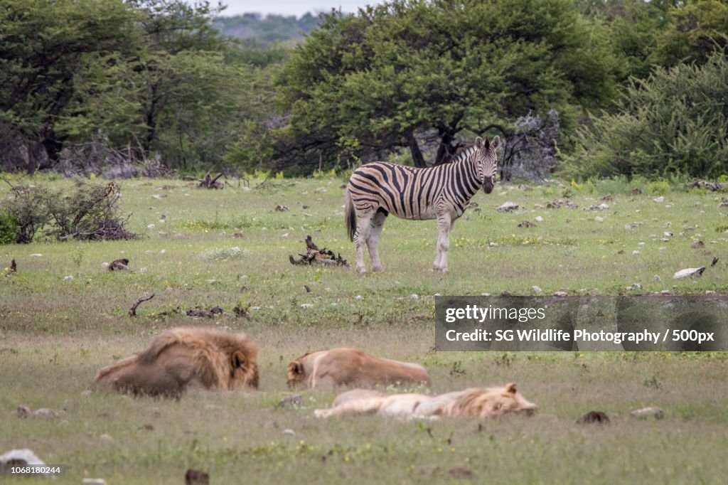 Lions (pantera leo) and zebras (Equus quagga) on meadow