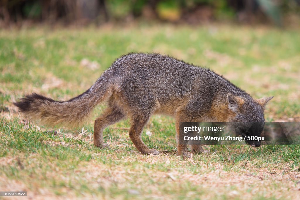 Gray fox in nature