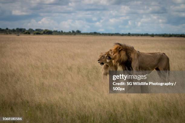 Shoppers Rakops 56 Rakops Stock Photos, High-Res Pictures, and Images - Getty Images