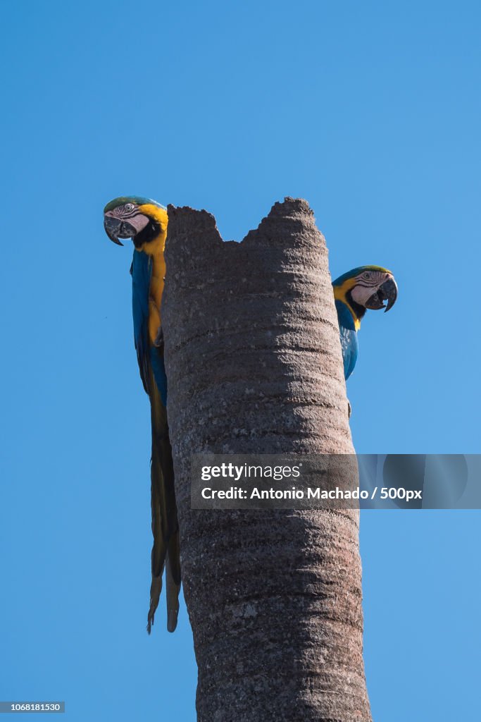 Two macaws on tree