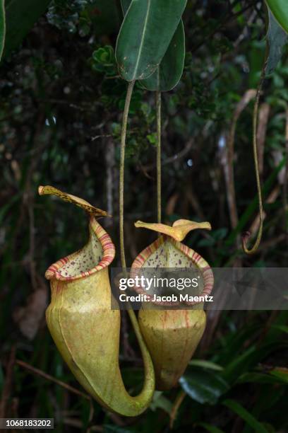27 Mount Hamiguitan Stock Photos, HighRes Pictures, and Images Getty