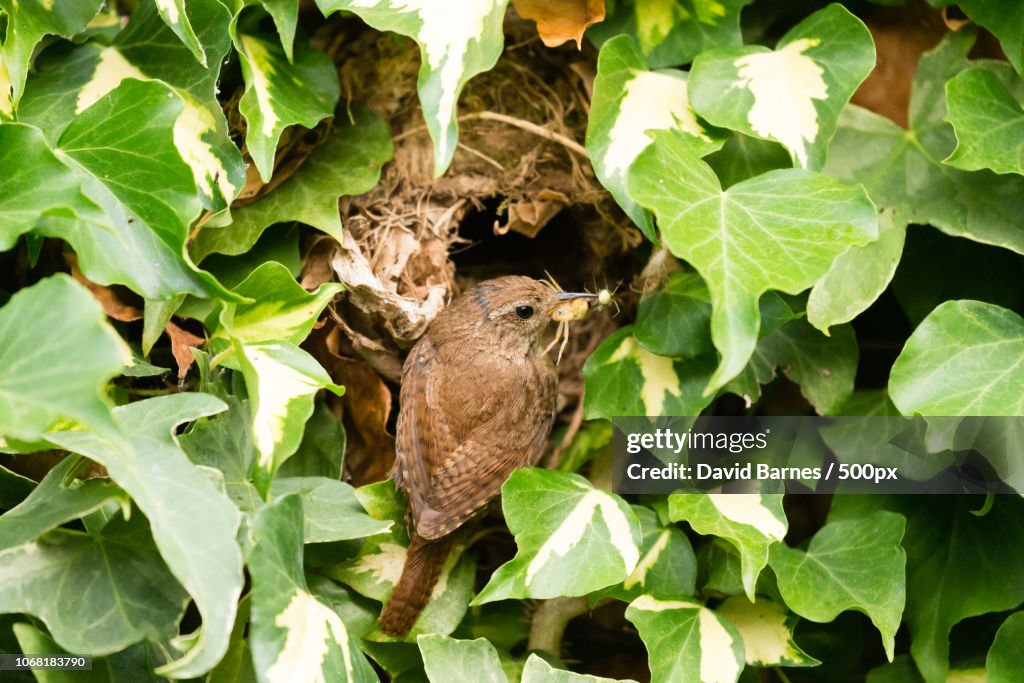 Wren perching on nest