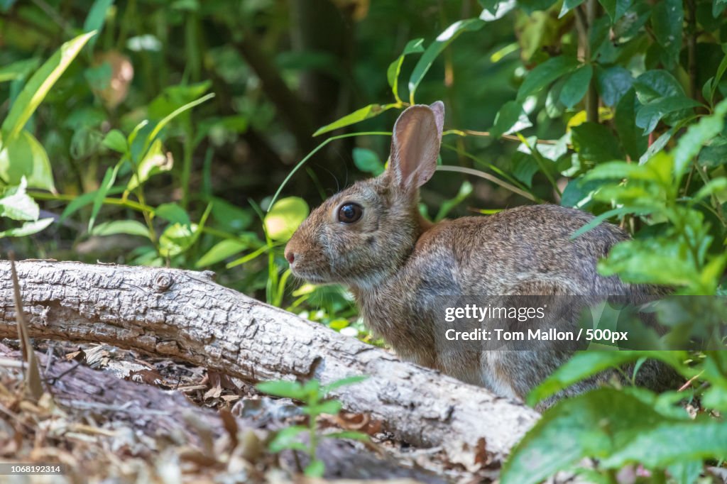 Hare in wildlife