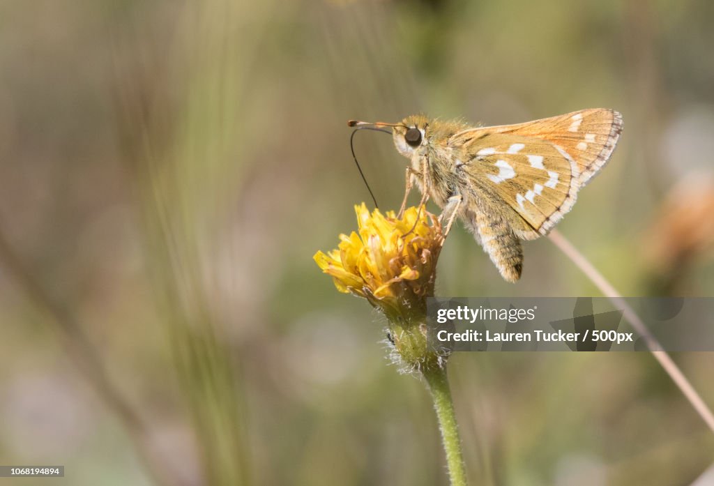 Hesperia Comma feeding on pollen