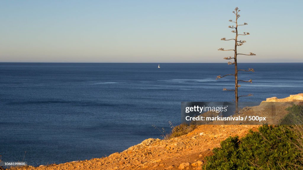 Bare tree with sea at distance
