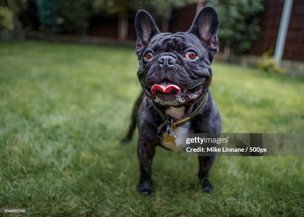 View of french bulldog standing on grass