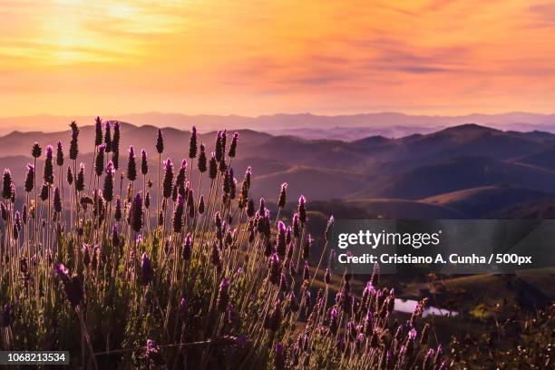 beautiful lavender against sunset over mountains - valley of flowers uttarakhand stockfoto's en -beelden