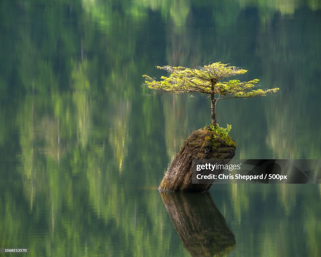 Vancouver Island, Fairy Lake Fir and its reflection in water