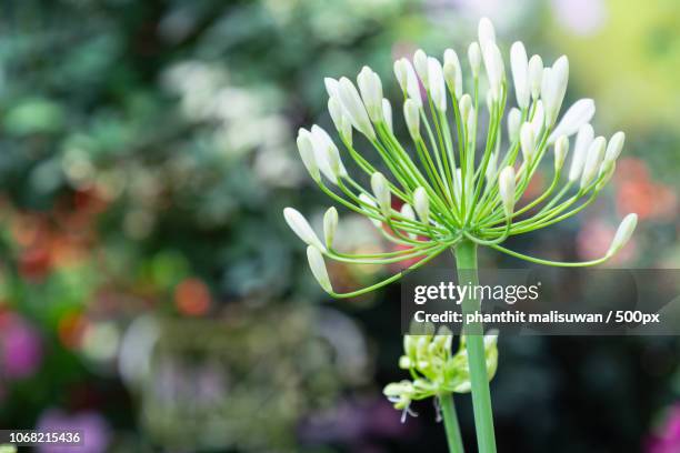 chiang mai, thailand - agapanthus stock pictures, royalty-free photos & images