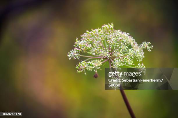 hã¶fn, iceland - angelica stock pictures, royalty-free photos & images