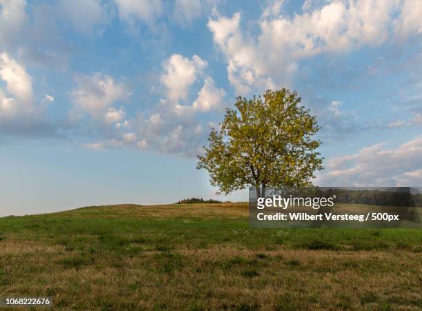 lone tree on hill - versteeg stock pictures, royalty-free photos & images