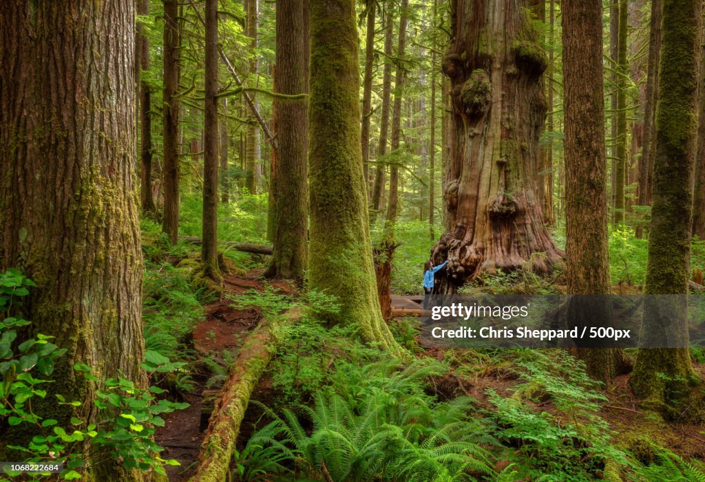 Girl touching ancient tree in lush old growth forest