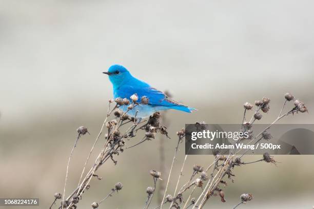 portrait of mountain bluebird (sialia currucoides) on dry plant - berghüttensänger stock-fotos und bilder