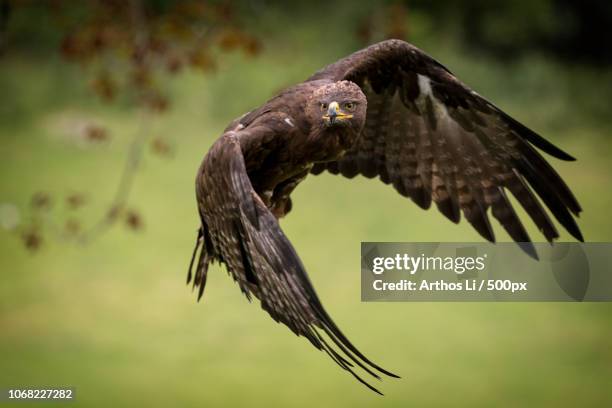 golden eagle (aquila chrysaetos) flying - steinadler stock-fotos und bilder