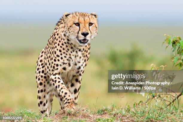 cheetah in natural environment - cheetah running stock pictures, royalty-free photos & images